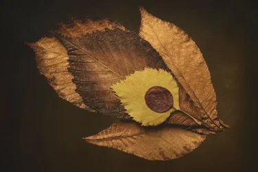 Autumn Leaf Eye
