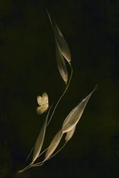 Dark Botanical Butterfly