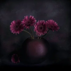 Dark Gerbera Still Life