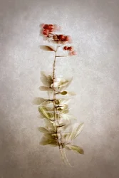 Delicate Botanical Berries