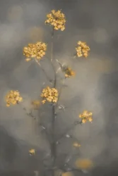 Dreamy Yellow Flowers