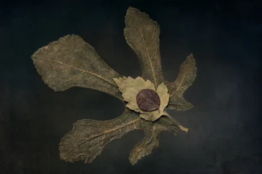 Dried Leaves Still Life