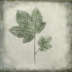 Elegant Green Leaves