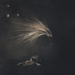 Ethereal Wheat Butterflies