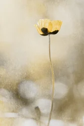 Golden Poppy Dream