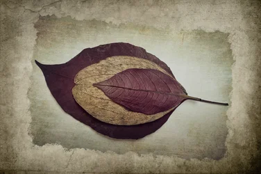 Layered Autumn Leaves