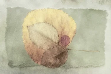 Layered Autumn Leaves