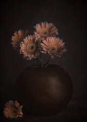 Moody Peach Gerberas