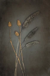 Rustic Dried Botanicals