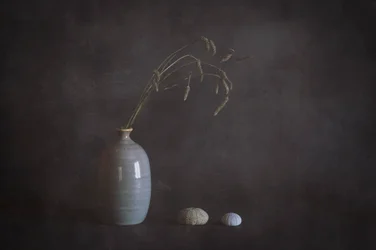 Serene Still Life with Urchins
