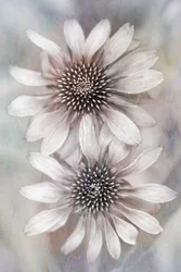 Soft Dreamy Coneflowers