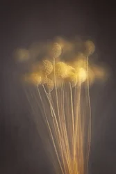 Soft Golden Stems