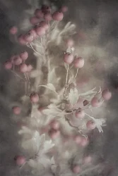 Soft Pink Hawthorn