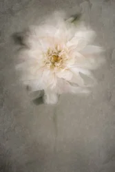 Soft White Bloom