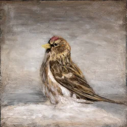 Calm Winter Redpoll