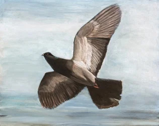 Graceful Pigeon Flight