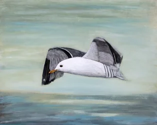Seagull Over Ocean