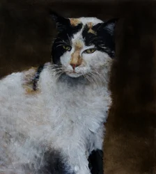 Watchful Calico Cat