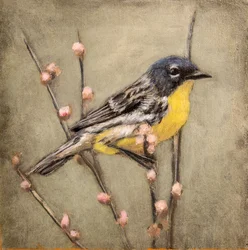 Yellow Warbler on Branch