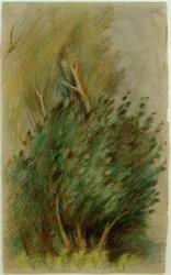 Tucheler Heath (Forest Study)
