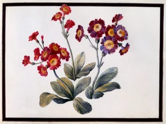Auricula, c. 1690