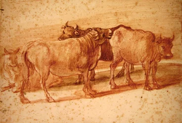 Cows