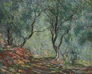Olive Trees in the Moreno Garden