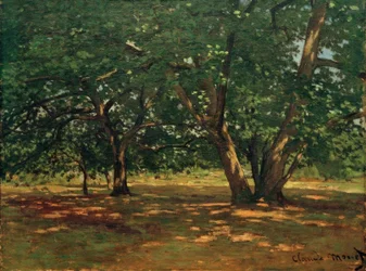 Forest of Fontainebleau
