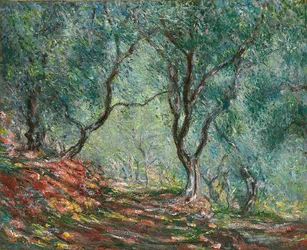 Olive Trees in the Moreno Garden