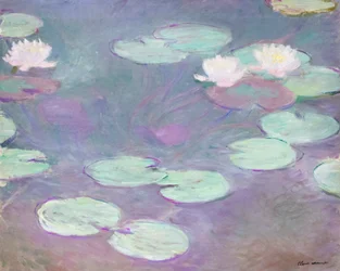 Pink Water Lilies