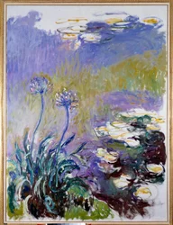 The Agapanthus