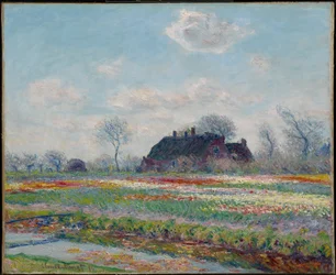 Tulip Fields at Sassenheim