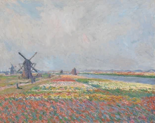 Tulip Fields Near The Hague