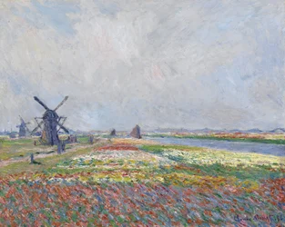 Tulip Fields near The Hague