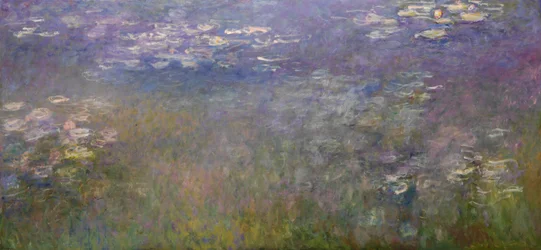 Water Lilies (Agapanthus)