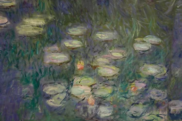 Water Lilies