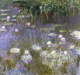 Water Lilies