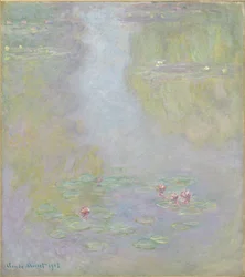Water Lilies