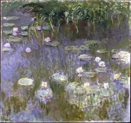 Water Lilies