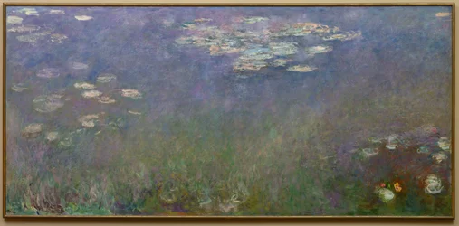 Water Lilies Agapanthus
