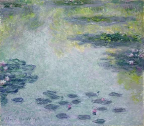 Waterlilies