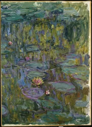 Waterlilies