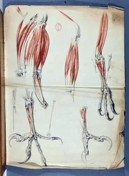 Anatomy of an Eagle