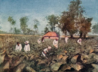 Tobacco Plantation, Cuba
