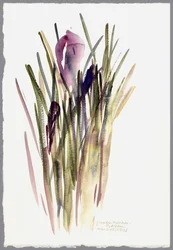 Crocus, 2003