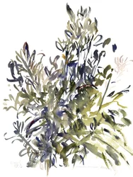 Senecio and other plants, 2003