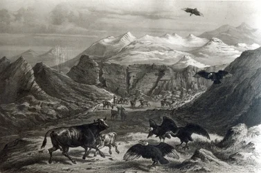 Calf being attacked by the Condors, from 
