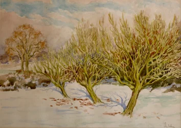 The Orchard, January Sun
