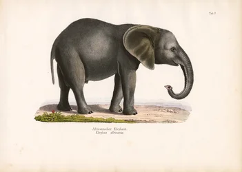African Elephant