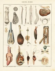Anatomy of Bivalve Molluscs